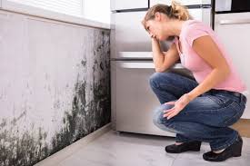 Best Mold Prevention Services in USA